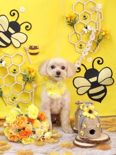 20250916ショコラくん