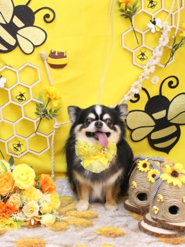 20250916ごまくん