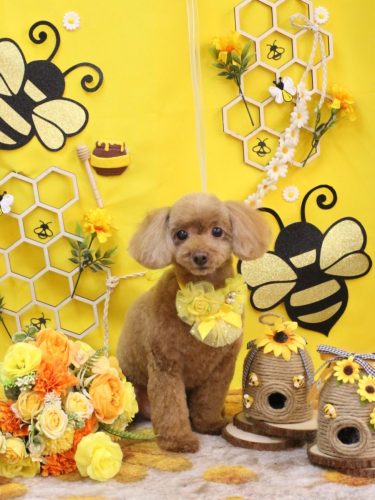 20250917りんごちゃん