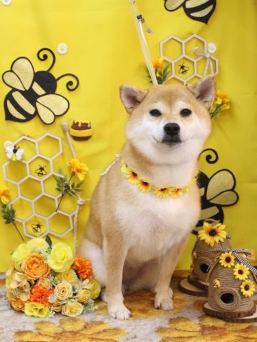 20250918はなちゃん