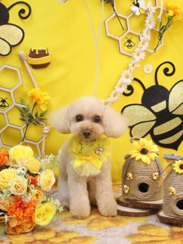 20250918こむぎちゃん