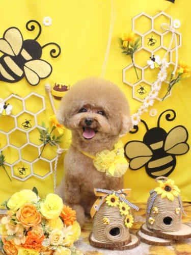 20250918ピノくん