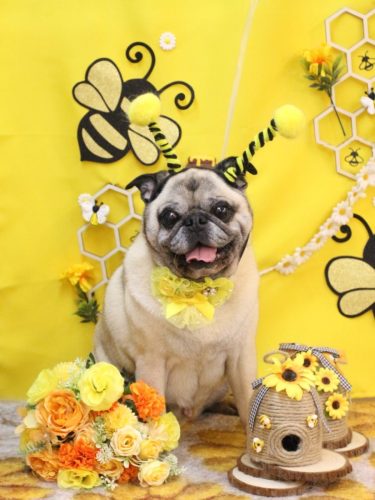 20250919ごんぞうくん