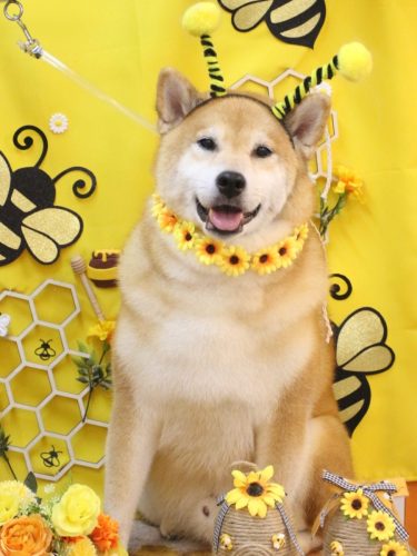 20250919こまくん