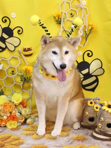 20250920こはるちゃん