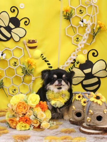 20250920プリンちゃん