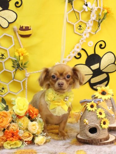 20250921チロちゃん