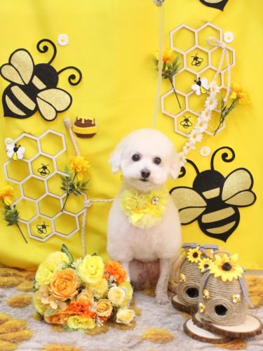 20250923ふぁるくん