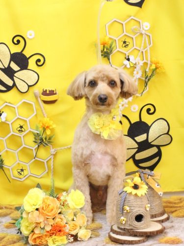 20250923タルトくん