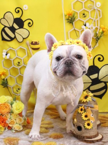 20250923ブーくん