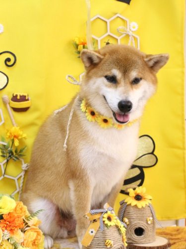 20250924マロンちゃん