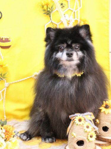 20250924ふわりちゃん