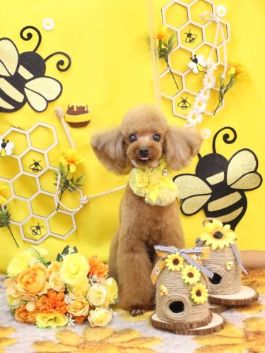 20250924茶々丸くん