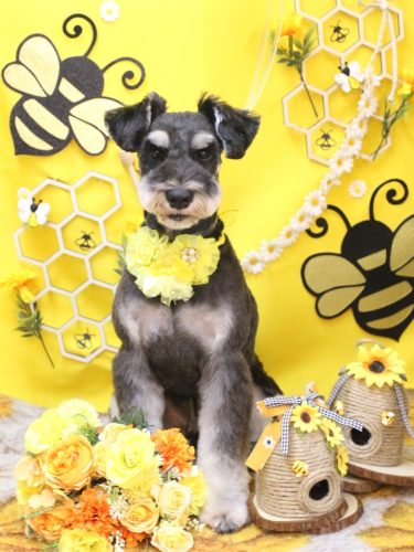 20250924門吉くん