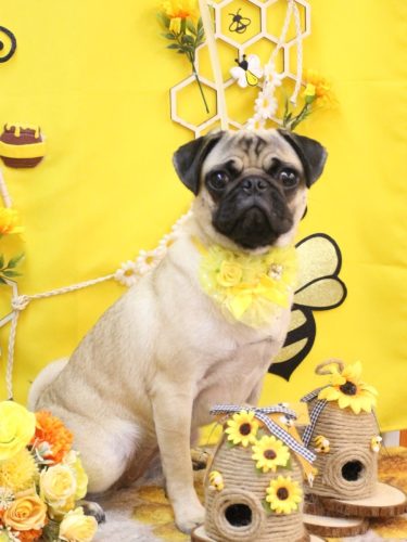 20250924ふぅちゃん