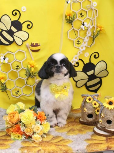 20250924たいがくん