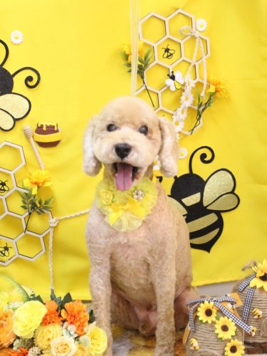 20250924アルトくん