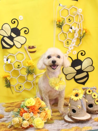 20250925メルくん