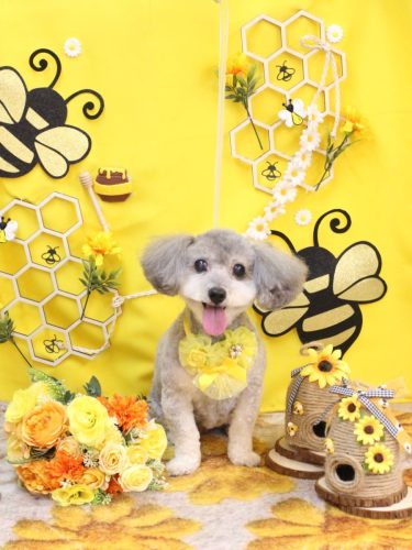 20250925チップちゃん