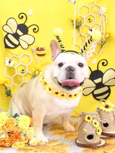 20250926こてつくん