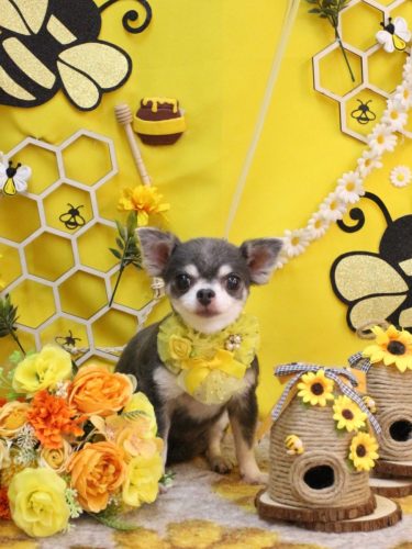 20250926ブルーちゃん