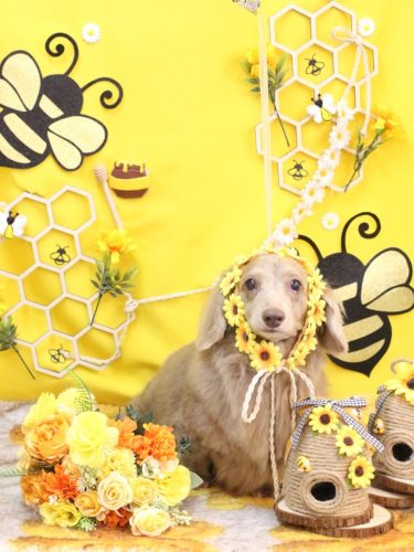 20250926ぺこちゃん