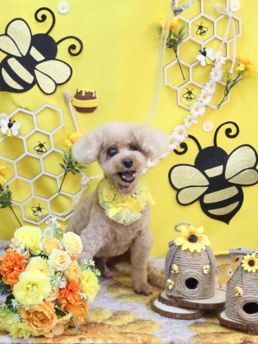 20250926クッキーくん