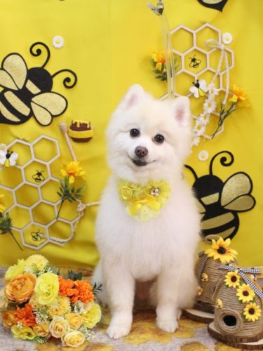 20250926ぽこちゃん