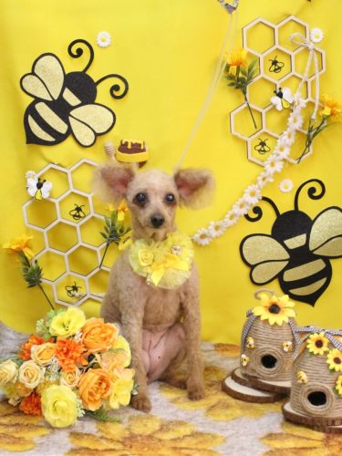 20250926ももちゃん