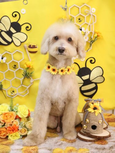 20250927アロマくん