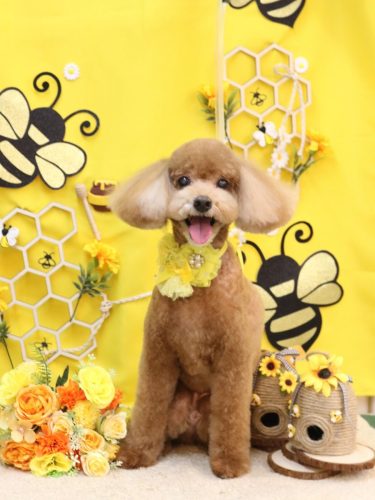 20250927バディくん