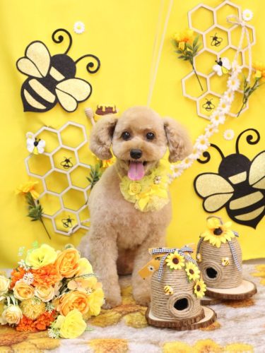 20250928ぱるくん