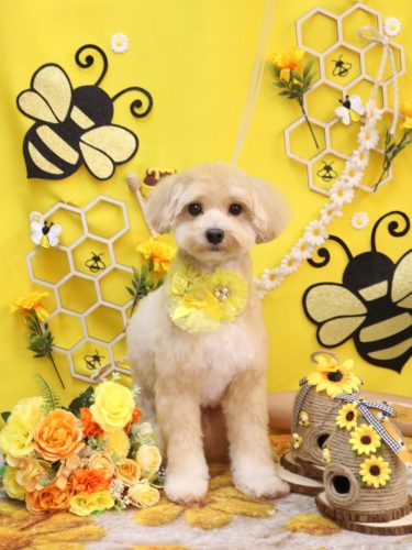 20250928ぽぽくん