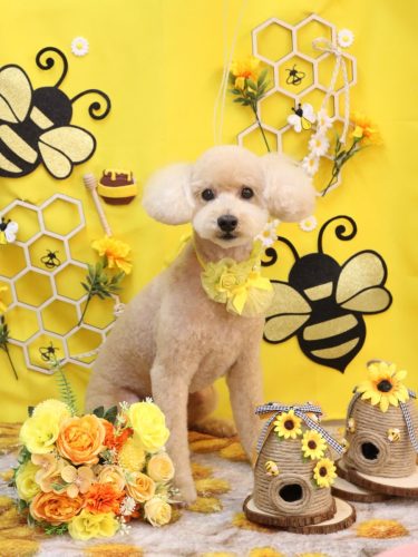 20250928モコくん