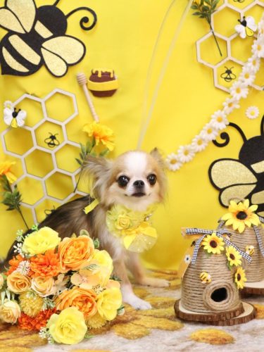 20250928プリュ―くん