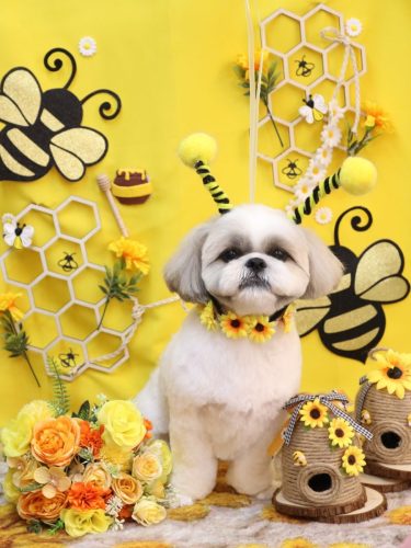 20250928みたらしちゃん