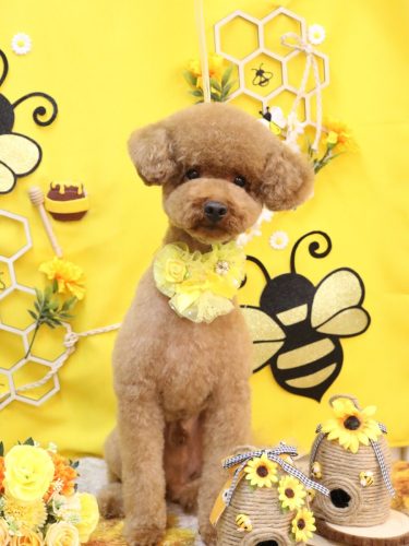 20250928まめくん