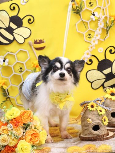 20250930ロミオくん