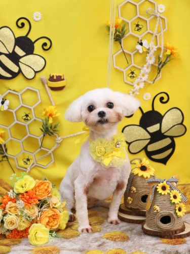 20250930トルちゃん