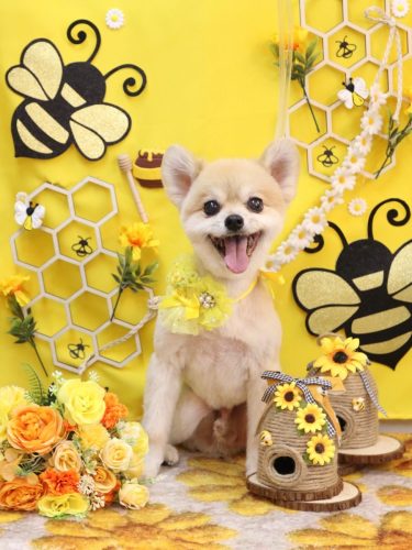 20250930たんぽぽくん