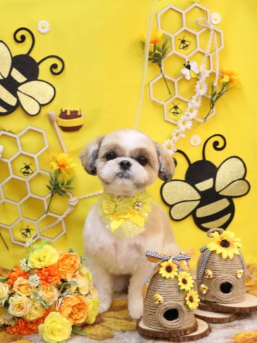 20250930あずきちゃん