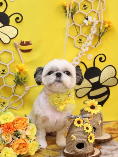 20250930こむぎちゃん