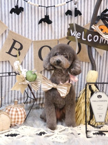 20251001chipieちゃん