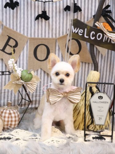 20251001モコくん