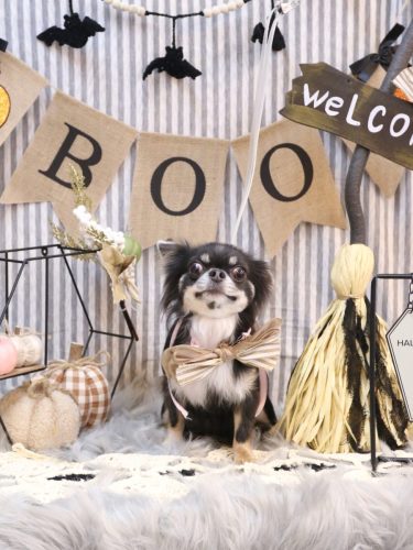 20251001らんまるちゃん