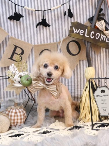 20251001プーちゃん