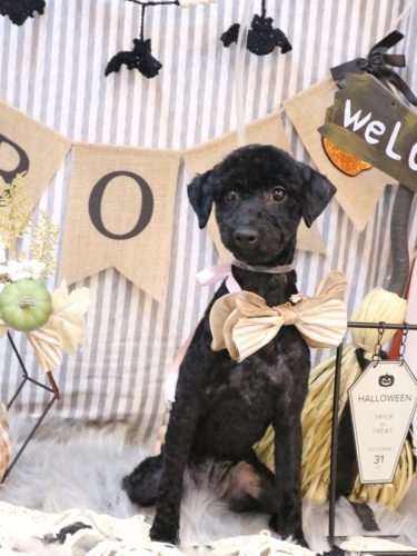 20251001クロちゃん