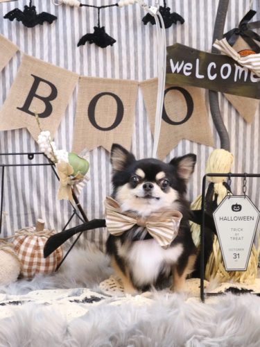 20251002ボスくん