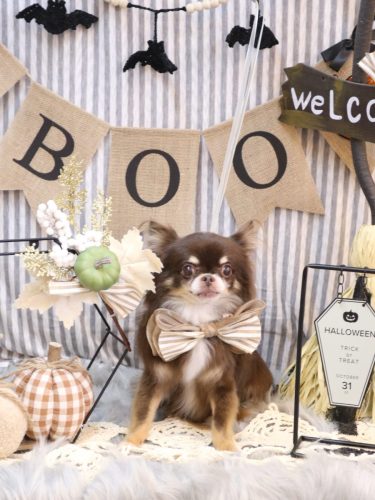 20251002チロルくん