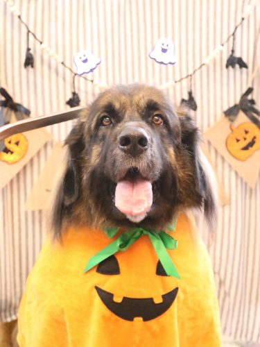 20251002シェリーちゃん